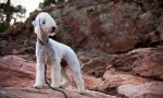 Bedlington terrier (снимка): куче в овце шкур